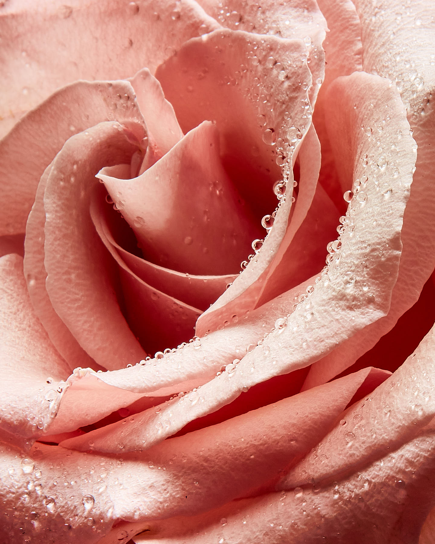 Blush-Rose-Beauty-Still-Life-Rick-Holbrook-Photography