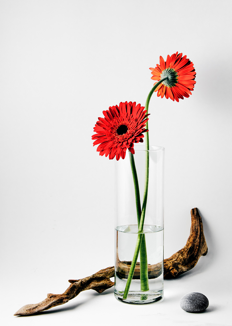 Gerber-Daisies-Red-Flowers-Still-Life-Drift-Wood-Photography-Minimal-Photographer-New-York-NYC-Rick-Holbrook