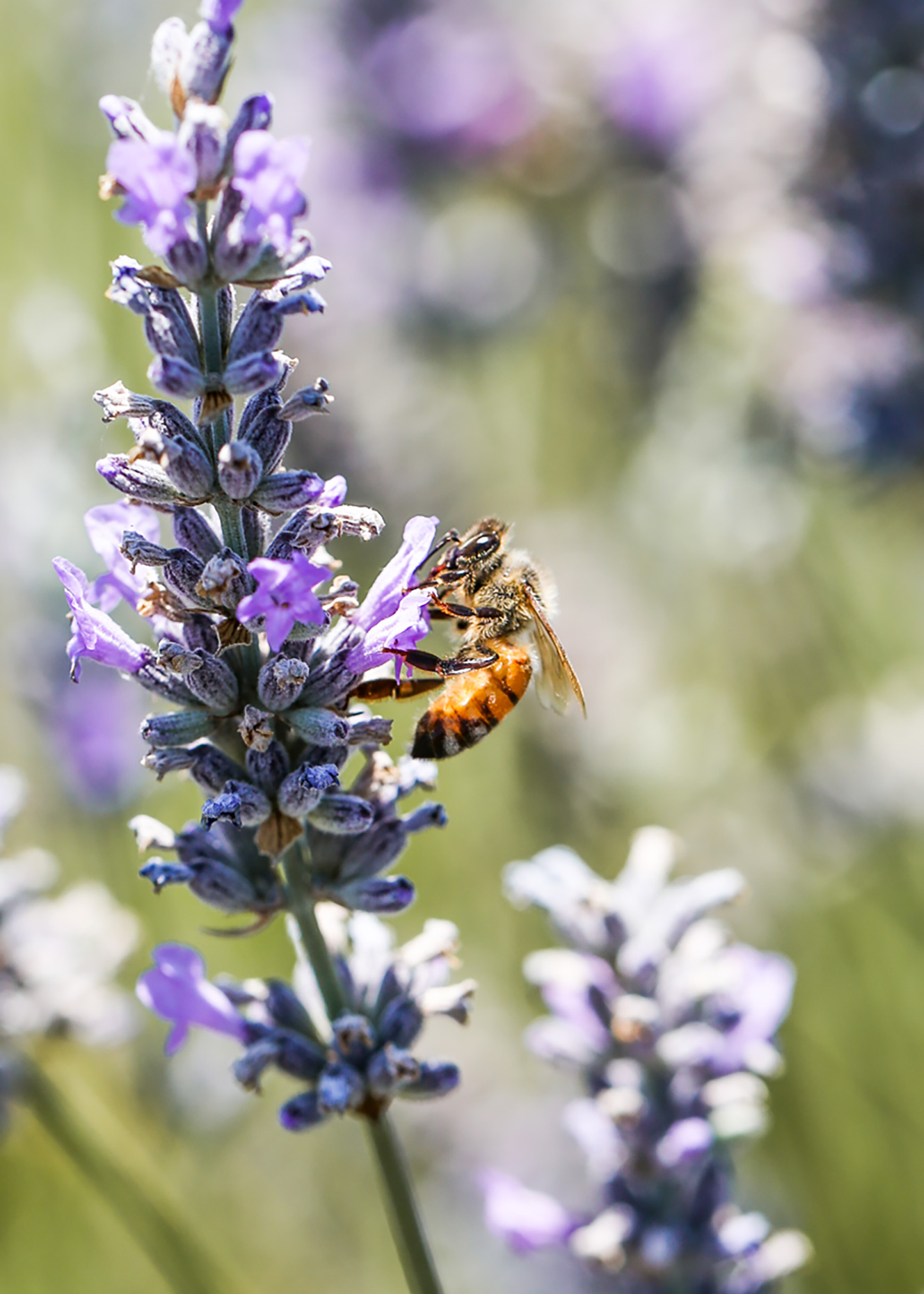 Honey-Bees-Lavender