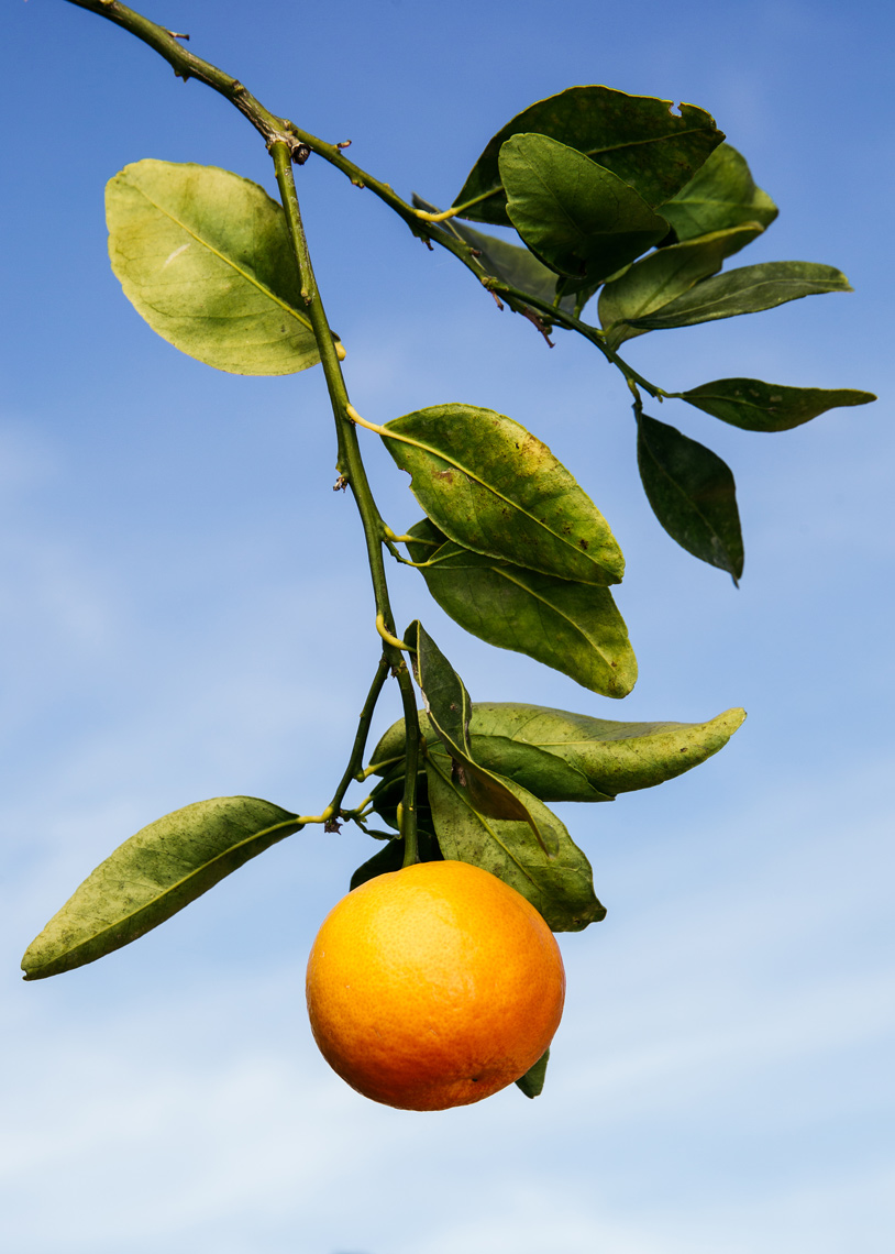 Ojai-Pixie-Sky-Orange-Citrus-Lifestyle-Farms